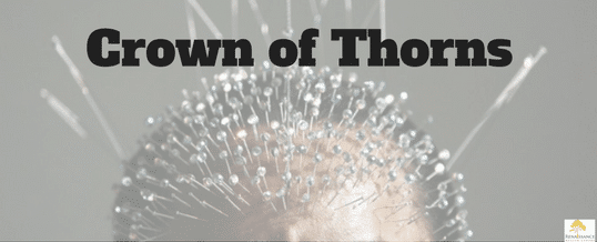 crown-of-thorns