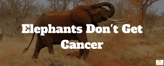 Elephants-don't-get-cancer