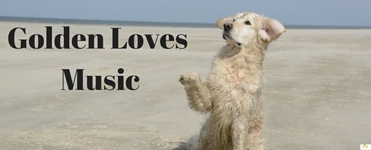 Animals love music too!