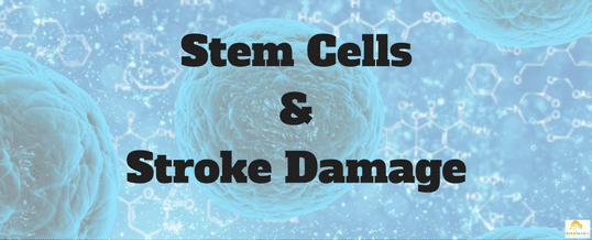 stem-cells-and-stroke-damage