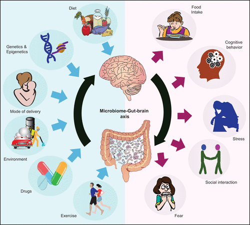 gut health flow chart