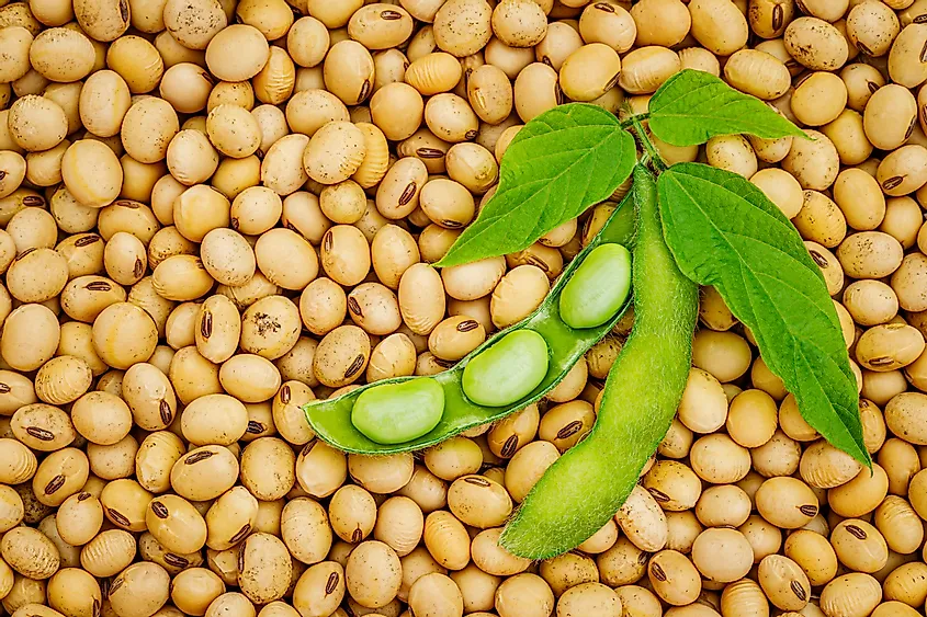 Soybeans