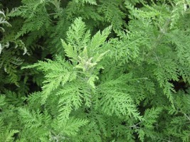 Artesunate Plant