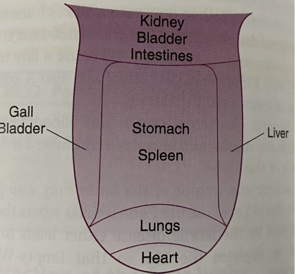Topography of Tongue